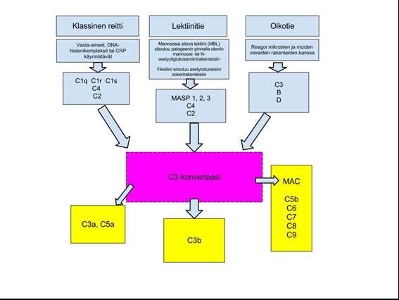 4 Kuvio 1. Komplementin aktivaatioreitit (Overview of complement system 20