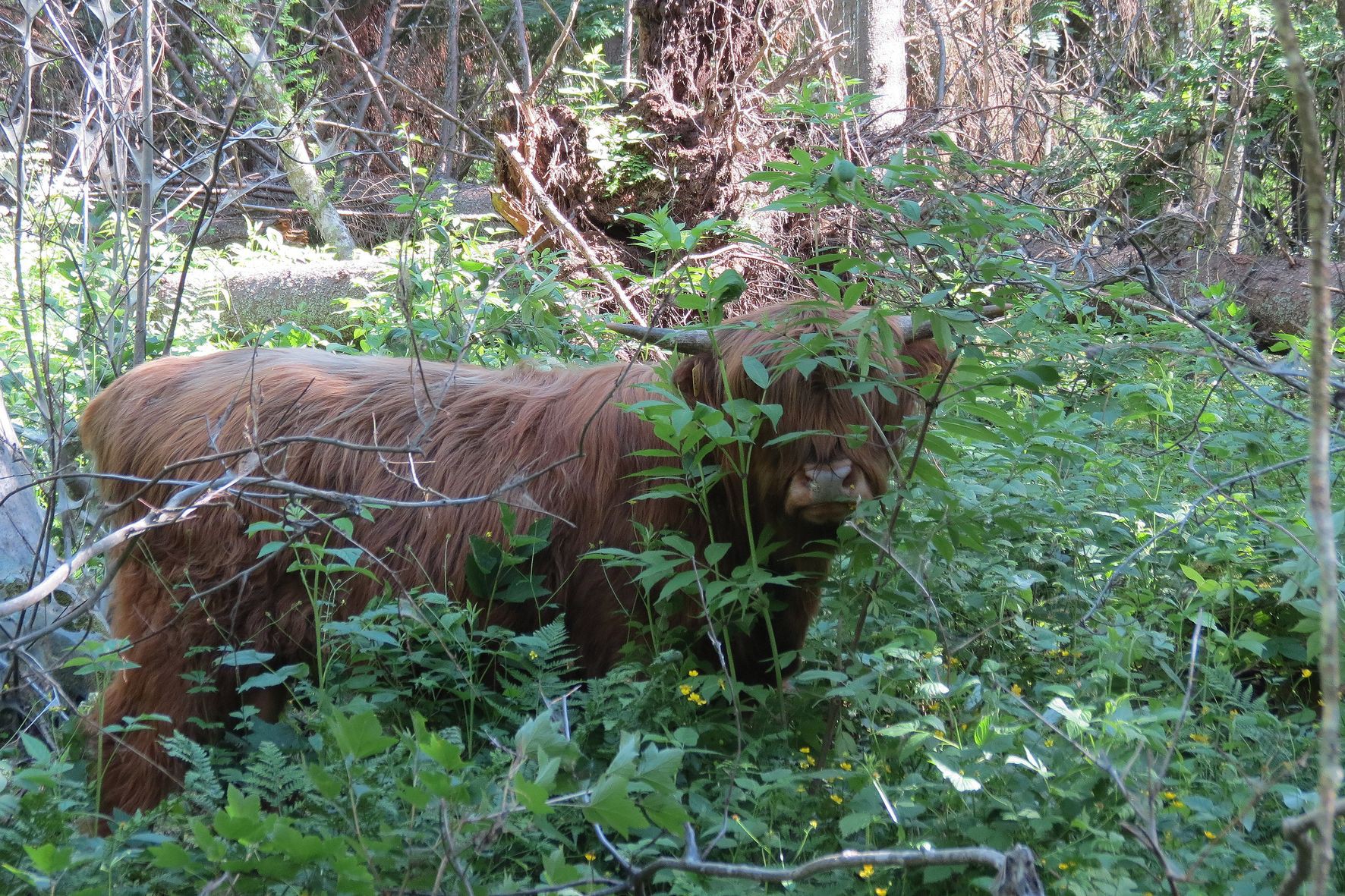 . Johdanto Vanhakosken lehto Huittisissa, Loimijoen varressa kuuluu kansalliseen, 989 vahvistettuun, lehtojensuojeluohjelmaan ja Natura 000 verkostoon.