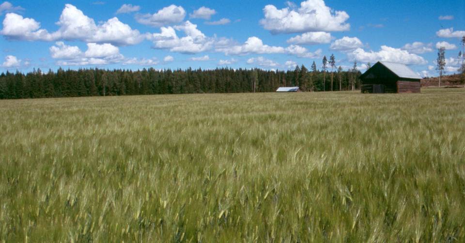 Kasvuston suojelu ravinteet viljelykasvin eikä rikkakasvien käyttöön.