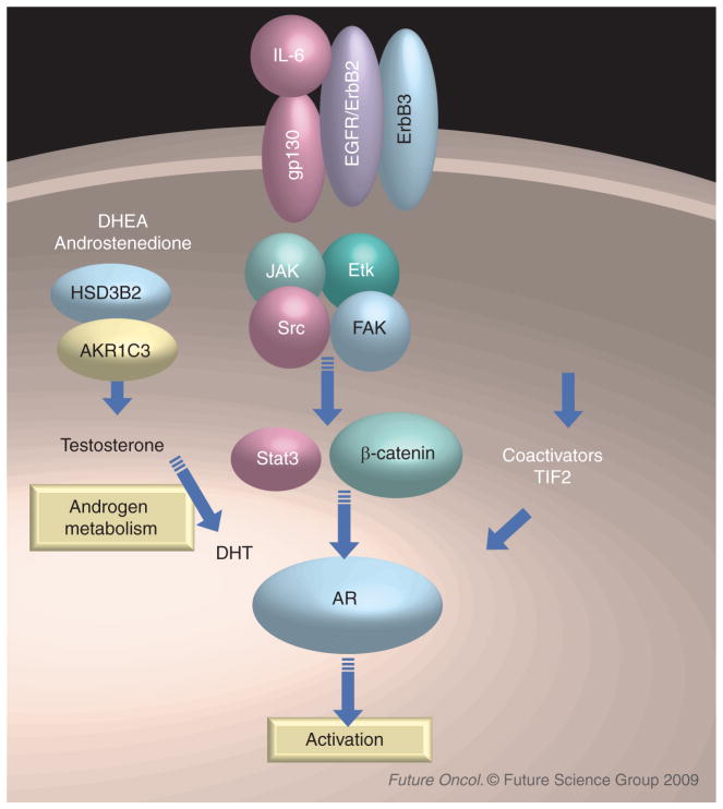KUVA 2. Sytokiinit, kasvutekijät, koaktivaattorit ja androgeenit vaikuttavat AR:n aktivaatioon (Dutt ja Gao 2009) 4.