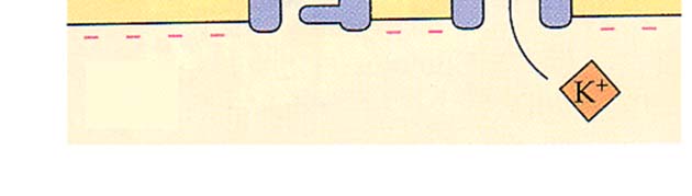 OUTSIDE CELL Potassium channel OUTSIDE CELL Activation gate INSIDE CELL 1. Resting state Sodium channel PLASMA MEMBRANE Kanavan sytoplasman puoleisella pinnalla vesionkalo, K:lla säilyy vesivaippa.