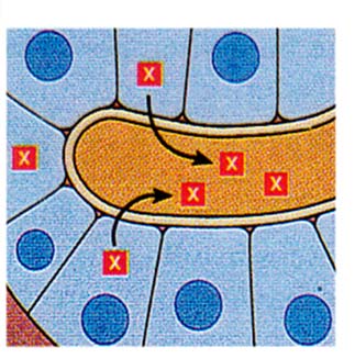 Sisäeriterauhanen ENDOCRINE GLAND Endocrine cells release hormones into bloodstream Hormoni vapautuu verenkiertoon Hormone travels through circulation