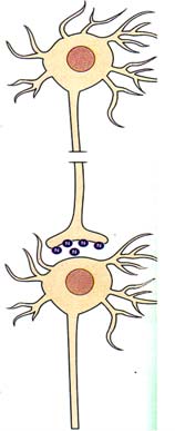 Agonisti Antagonisteja Epinephrine antagonists (alprenolol and propanolol) Binding site Isoproterenol Epinephrine receptor Cell Isoproterenol binds to receptor and imitates the action of epinephrine