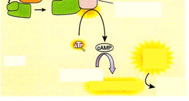 Kanava sulkeutuu ja ligandi dissosioituu G-proteiini Ligand dissociates; channel closes Ligand-gated channel Integrin Signal molecules Receptor region ECF G protein coupled receptor Bridging protein