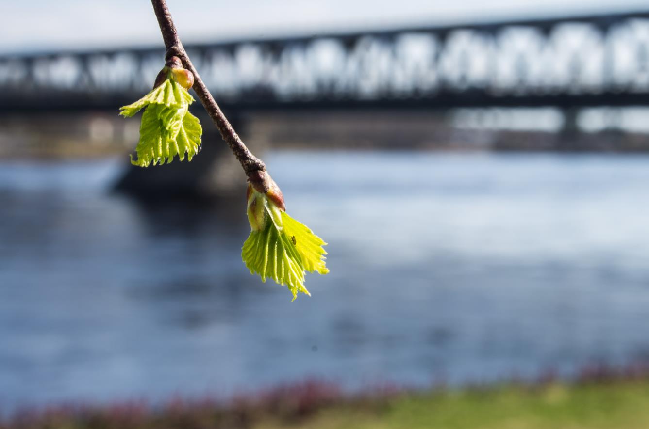 Lapsiperheiden ryhmämuotoiset palvelut Perhepalvelukeskus, Korkalonkatu 4, 96100 Rovaniemi Päivitetty 1.5.