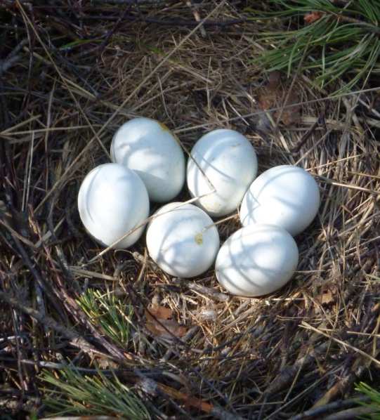 Isoja kysymyksiä Hiilivaranto biodiversiteetti raaka-ainevarat Mikä on hiilivarannon hinta? Miten biodiversiteetin arvo määritetään? Onko raaka-aine korkeakorkoisella?