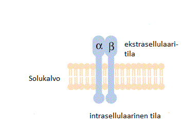 9 Kaikista allogeenisen siirteen luovuttajista tehdään luuydinnäytteen diagnostinen soluviljely.