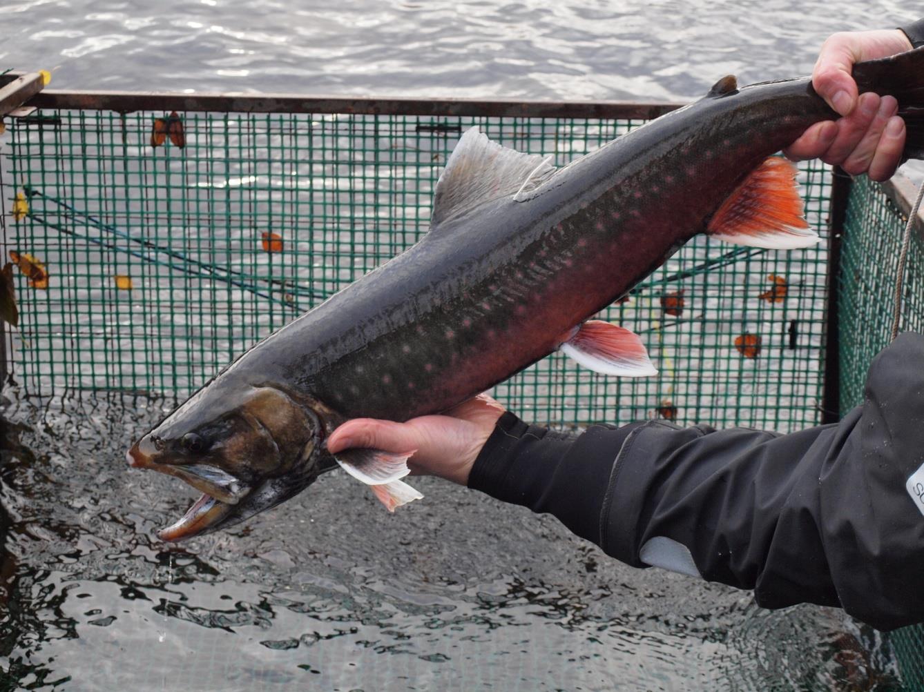 Kuva 2. Viehekalastuksen suosio kasvaa ja kalastusmuodon vaikutus aluetaloudelle on suuri mm.