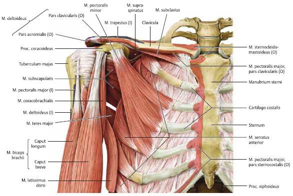 17 Taulukko 3. Hartiarenkaan liikkeistä vastaavat lihakset (Palastanga Soames 2012: 52 59.) Liikesuunta Lihas Elevaatio m. Trapezius (yläosa) m. Levator scapulae Depressio m. Pectoralis minor m.