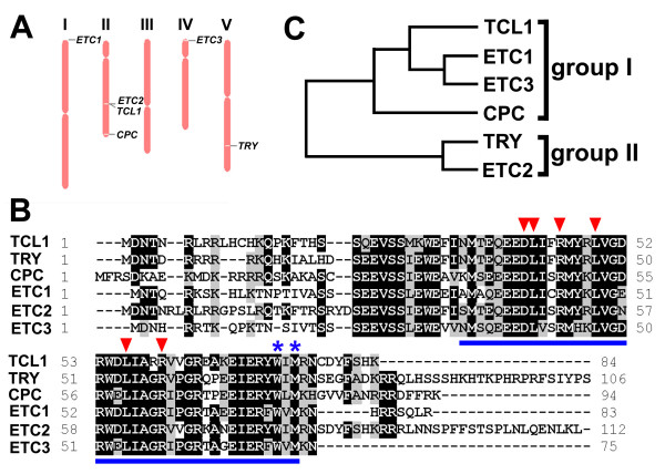 Single-repeat R3 MYB transcription