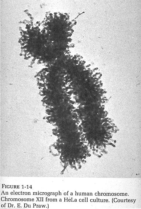 6. Genomin evoluutio Genomin evoluutioon sisältyy eri tyyppisiä muutoksia: 1) emästen muuttuminen 2) duplikaatiot, deleetiot geenisisältö, genomin koko 3) uudelleenjärjestelyt (translokaatiot,