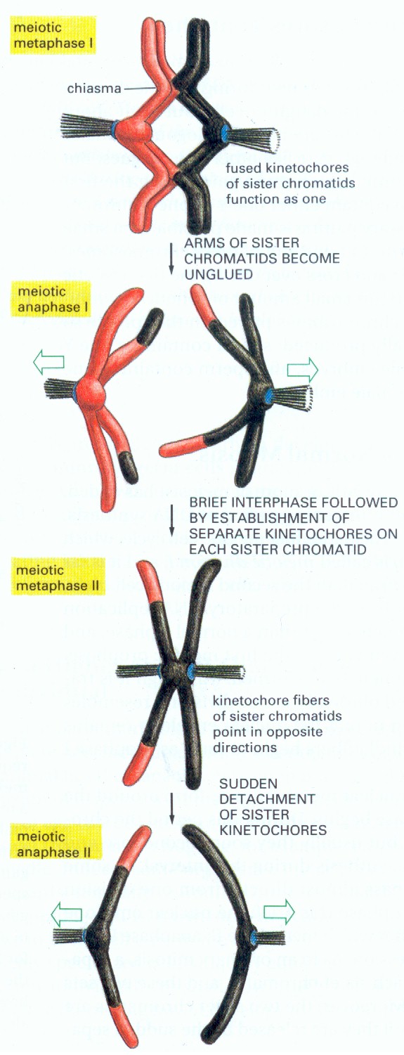 Meioosissa kromosomit segregoituvat tutun mallin mukaan, ensin vastinkromosomien kinetokorit omiin napoihinsa (halkeamatta) ja sitten sisarkromosomit