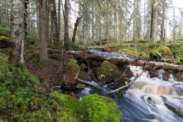 Yhteystiedot Suomen Luonnonsuojeluliitto ry