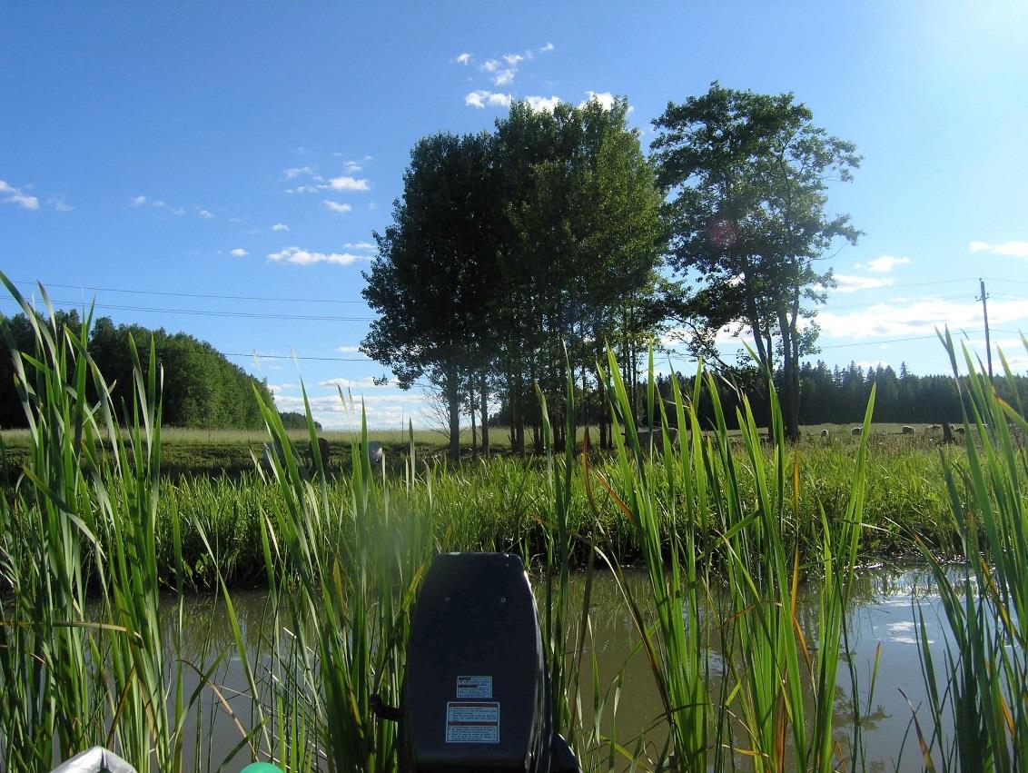 järveen. Ojissa hauenpoikaset viipyvät usein heinä- elokuulle saakka, joten edellisen vuoden niitot vaikuttavat harventuneina ilmaversois-kasvustoina.