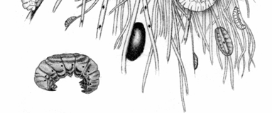 2 Meriuposkuoriaisen biologiaa Meriuposkuoriainen, Macroplea pubipennis (Reuter, 1875), elää murtovedessä, matalissa merenlahdissa.