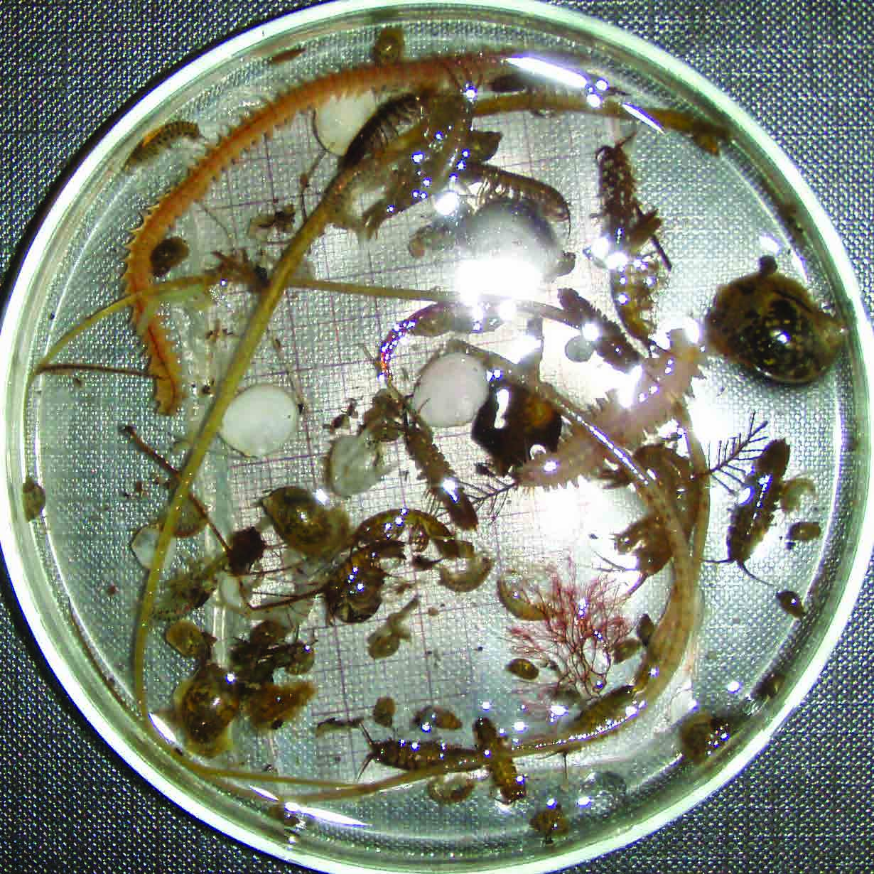punahelmilevä leväkatka itämerensimpukka Laukolahden pohjakasvillisuuden valtalajeja ovat rakkolevä (Fucus vesiculosus) 