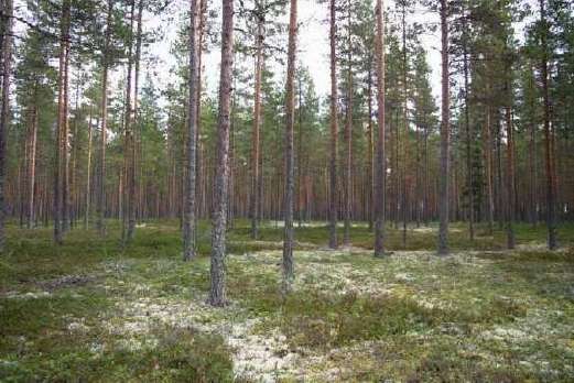 Ympäristövaikutusten arviointiohjelma SUUNNITTELUALUEEN NYKYTILA 57 Varsinainen suunnittelualue Hailuodon saaren puolella, Santonen, on pääosin metsäinen niemi.