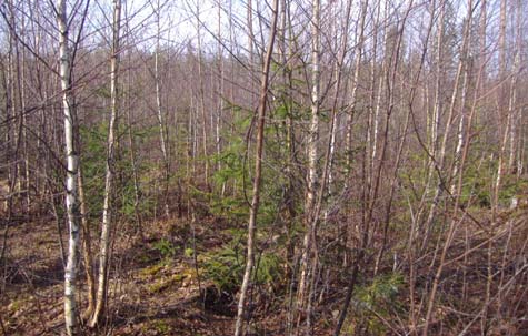 Esimerkkejä tämän hetken ja lähitulevaisuuden tutkimuspainotuksista (3 Metsänkasvubiologian ja metsänkasvatuksen menetelmien tutkimus Eri puulajien kasvurytmit ja kasvatus puhtaina metsiköinä ja