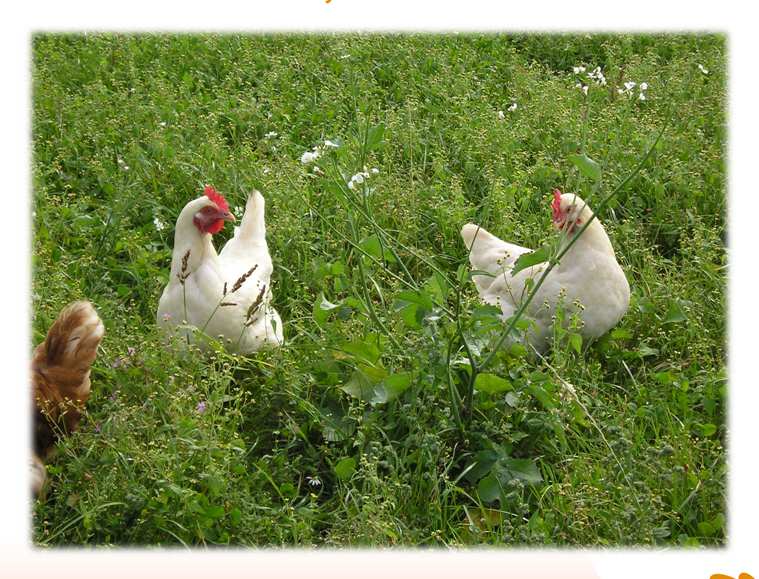 Bauckhof, munivat kanat