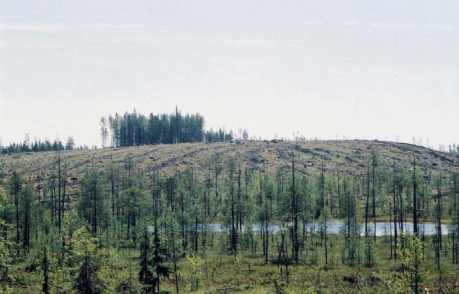 Kuva 3.2 Puunkorjuussa vesiensuojelu ja muut ympäristöasiat otetaan enenevässä määrin huomioon. Kuva Voloman alueelta Karjalan tasavallan keskiosista. Valokuva P.