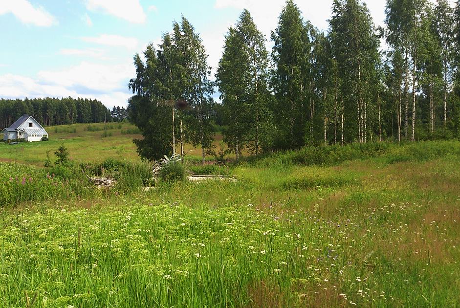 9 Suunnittelualueen tyypillistä kasvillisuutta Vesistöt ja vesitalous Suunnittelualue sijaitsee vedenhankintaan soveltuvalla 2. luokan pohjavesialueella, josta osa on pohjaveden muodostumisalueella.