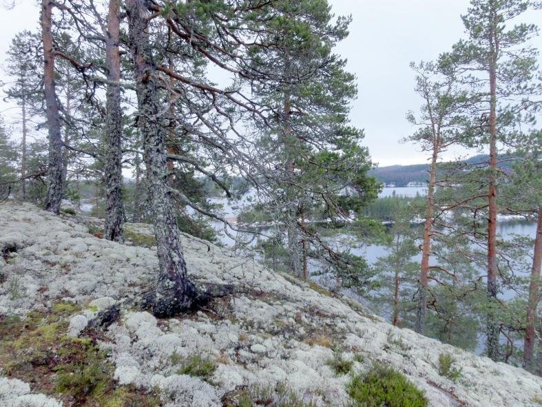 1 ENONKOSKI Käkötaipale-Valkeislahti