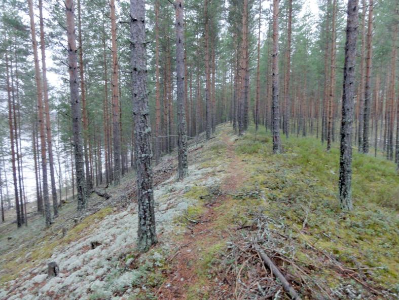 6 Pitkä-Pekanniemen kärjen kalliota