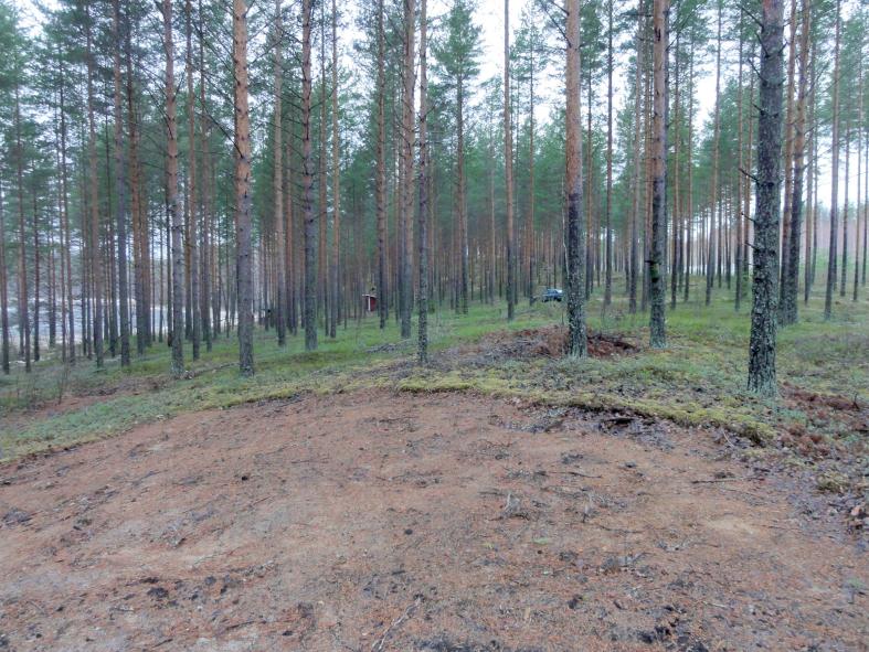 7 Alueen länsipäässä rantaharjanteessa