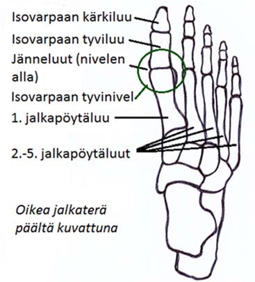 13 4 NIVELRIKKO ISOVARPAAN TYVINIVELESSÄ 4.