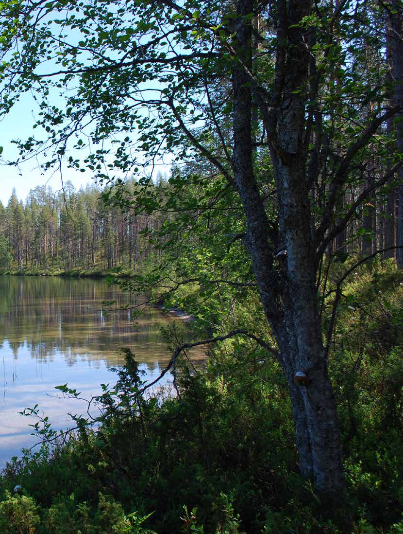 MAJOITUSTA moneen makuun Wild Taigan alueella majoitut mukavasti joko hotellissa keskellä kylää tai tunnelmallisessa kelomökissä järven rannalla.