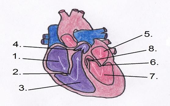 19 4 EKG:N PERUSTEET 4.1. Sydämen rakenne ja toiminta Sydän (cor) kuuluu keskeisiin osiin verenkiertoelimistössä.