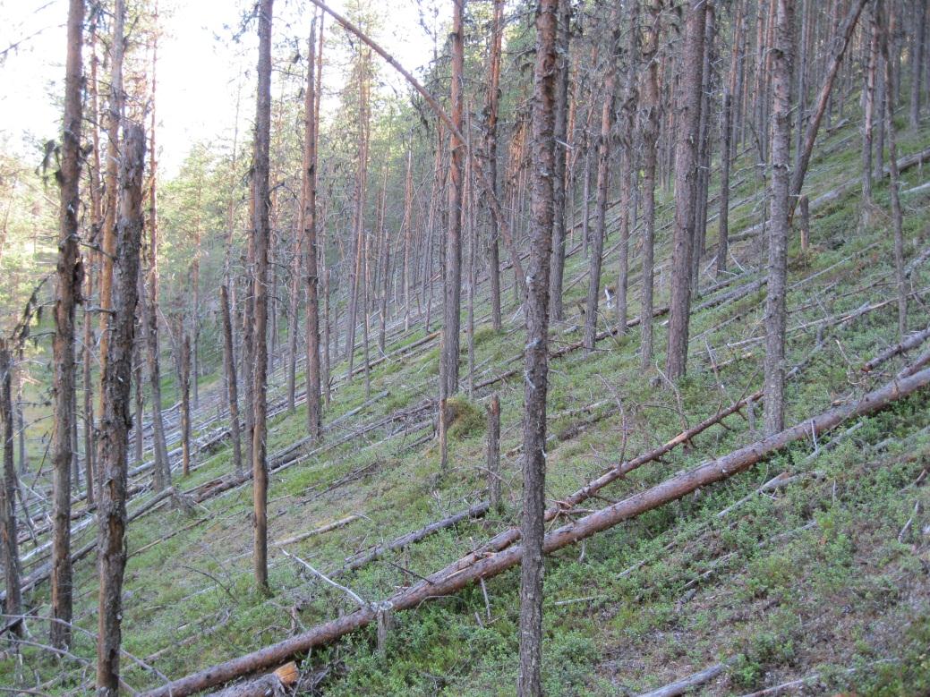 7 Northland Resources SA 4.2 Rautukurun ja Oravisjänkän alueet Kuva 4. Saivoharjujen supparinnettä. Äkäsjoen eteläpuolella selvitysalueen kankaat jatkuvat mäntyvoittoisina metsinä.