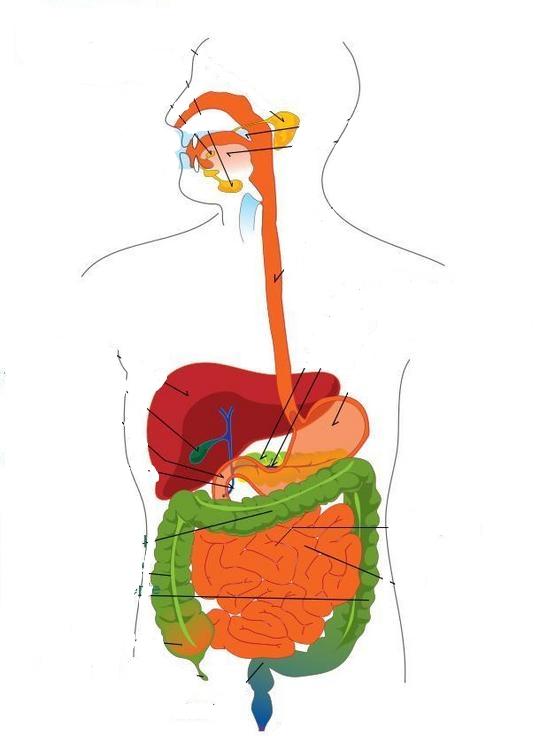 esofagus ERCP passage colongrafia