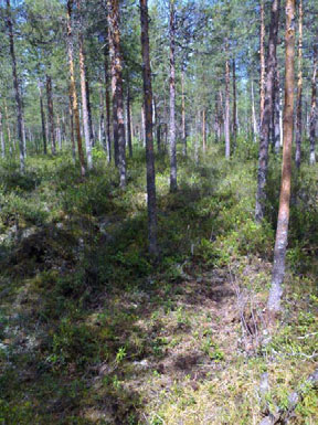 Siikalatvan turvevarat. Osa 1 Kuva 18. Niemelännevan eteläosan puolukkaturvekangasta. (Kuva J. Kivilompolo 3.6.2008) Fig.