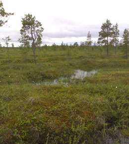 Siikalatvan turvevarat. Osa 1 Kuva 37. Tutkimuspisteiden sijainti Valkiaisnevalla. Fig. 37. Location of survey sites in Valkiaisneva. Kuva 38.