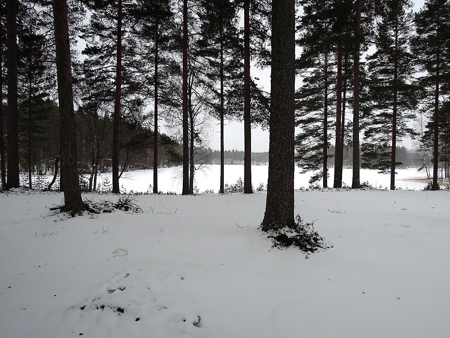 SUUNNITELMA RAUTALAMMIN PURONIEMEN LEIRIKESKUKSEN LÄHIYMPÄRISTÖN PUUSTON HARVENTAMINEN / VÄLJENTÄMINEN Näkymä