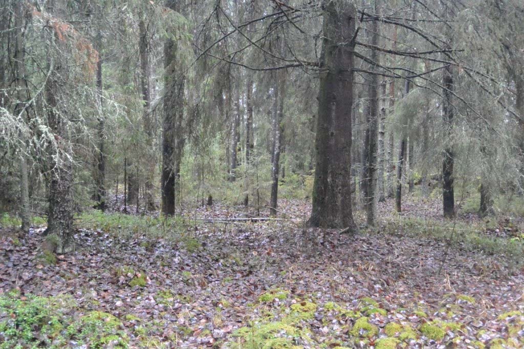 Kuva 11. Kuusivaltainen ja aukkoinen vanha metsä on liito-oravalle mieluista elinympäristöä. Tilan keskellä on puustoltaan 60-80 vuotta vanhaa kuusivaltaista tuoretta kangasmetsää.