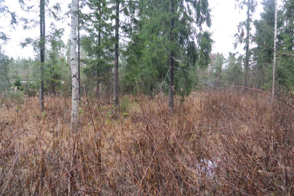 Kuva 21. Liito-oravan elinpiiri erottuu harvennetuista reuna-alueista; puusto on tiheämpää. Kuvassa oikealla. Kuva 22.