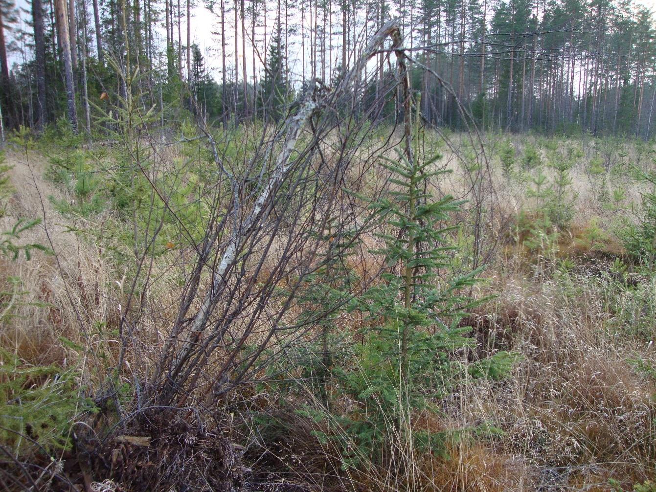 21 Kuva 6. Kuusen taimi on jäänyt lehtipuun piiskaamaksi. (Peltoniemi 2015.) Kaikki taimikot sijaitsivat kantavilla kivennäismailla, eikä maaperän upottavuudesta näkynyt merkkejä.