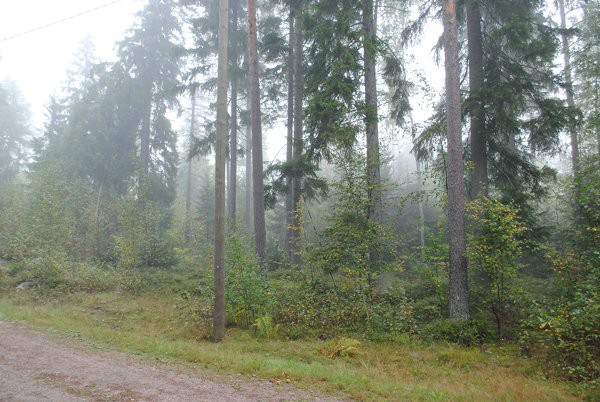 Kuvio 250: Kuviotietojen mukaan kuviolle on tarkoitus tehdä polun reunaan pienaukko kuuset poistamalla, minkä jälkeen tilalle istutetaan rauduskoivua.