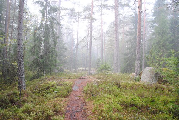 Kuvio 254: Kuviotietojen mukaan kallioista männikköä, jossa siemenpuita ja alla taimikkoa. Kuviolle on tarkoitus tehdä taimikonhoitoa.