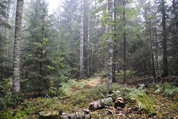 Kommentit esitettyyn toimenpiteeseen: Kuvion vähäinen virkistyskäyttö ei erityisemmin hyödy kuvion harventamisesta ja se heikentäisi kuvion luonnontilaisen kaltaista rakennetta jonkin verran.