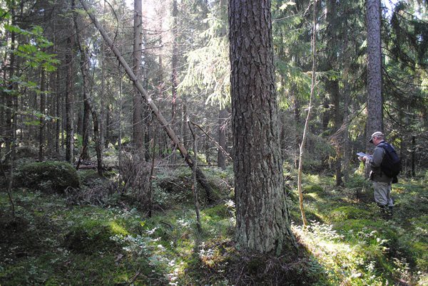 Kuvion 240.1 puusto on tilarakenteeltaan luonnontilaisen kaltaista vanhaa kuusi- ja mäntyhavusekametsää, lehtipuita on vain yksittäin.