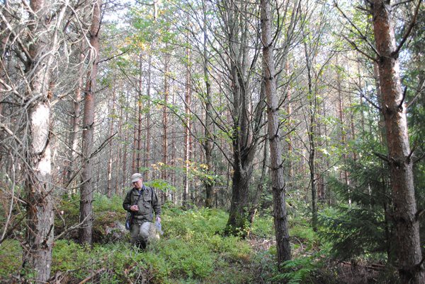 Kuvio 229: Kuviotietojen mukaan nuori männikkö, jossa jonkin verran koivua seassa. Kuviolle on esitetty tehtäväksi ensiharvennus.