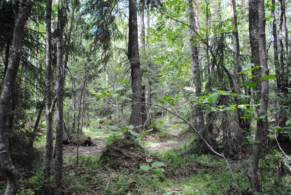 Vesitaloudeltaan luonnontilaista ja puustoltaan luonnontilaisen kaltaista korpirämettä kuviolla 233. 12.9.