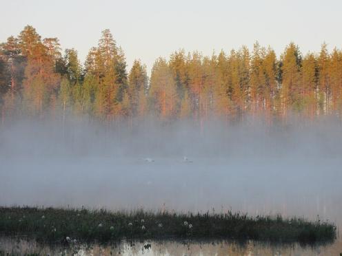 Vastaanottaja Saba Tuuli Oy Ab Asiakirjatyyppi Luontoselvitys