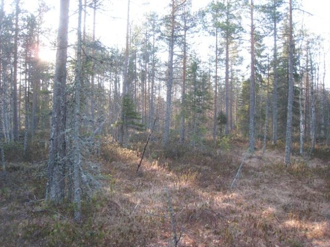 METSÄKANALINTUJEN SOIDINPAIKKASELVITYS 2.3 