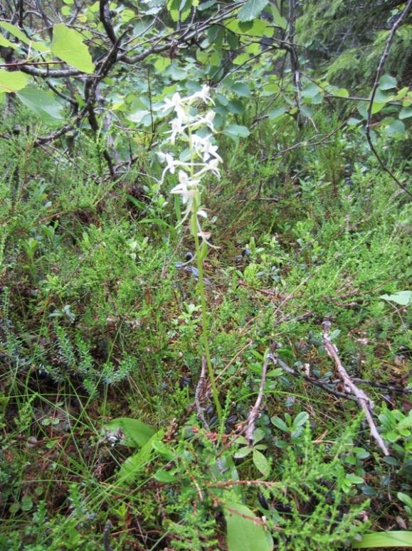 KAJAANIN KAUPUNKI 36 Gloiodon strigosus harjasorakas NT Lobaria pulmonaria raidankeuhkojäkälä NT Platanthera bifolia valkolehdokki LC x Protomerulius caryae Steccherinum collabens rustikka