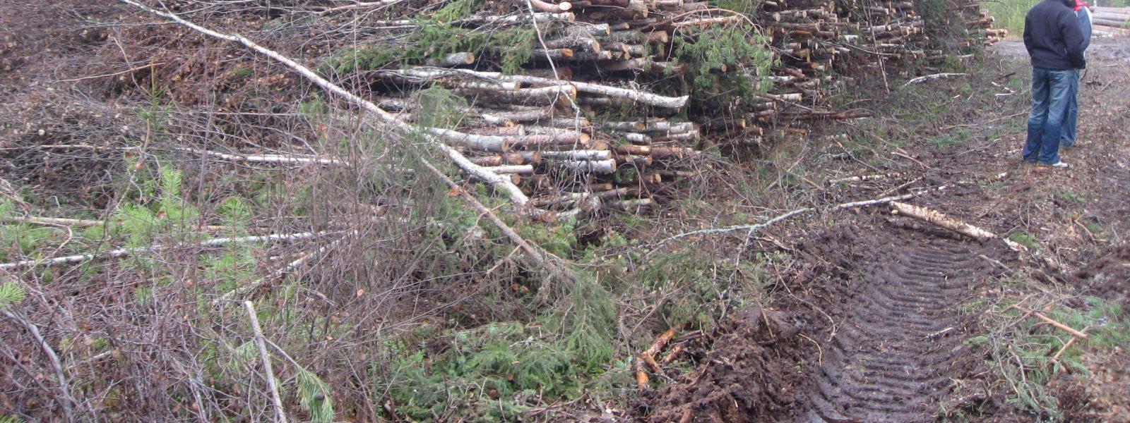 2.4 Pienpuuhake 9 Pienpuu jaetaan koko- ja rankapuuhun. Molempia korjataan pääsääntöisesti nuoren metsän hoitokohteilta. Kuviossa 1.