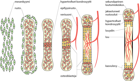 Kyynärlisäkkeen apofyysi eli lisäluutumiskeskus voi olla nähtävissä pennuilla 6-7 viikon iässä, mutta viimeistään 9 viikon iässä.